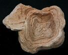 Flower-Like Sandstone Concretion - Pseudo Stromatolite #34204-1